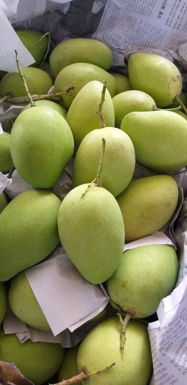 Xoài cát chu Đồng Tháp - 1kg