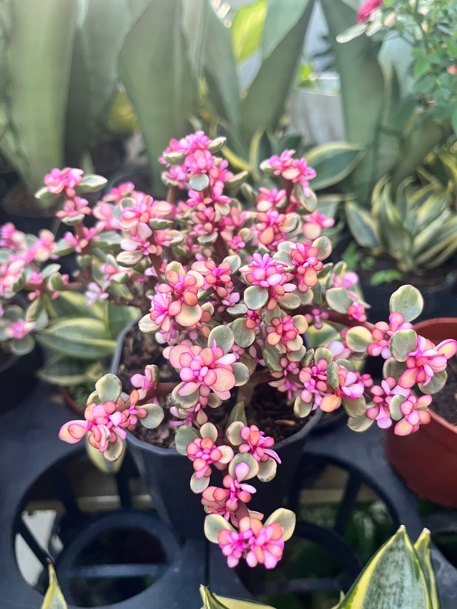 Cây Đô-la Hồng cao 10-12cm, chậu cây sum xuê, cây phong thủy tiểu cảnh mini để bàn, Sazat Plant.