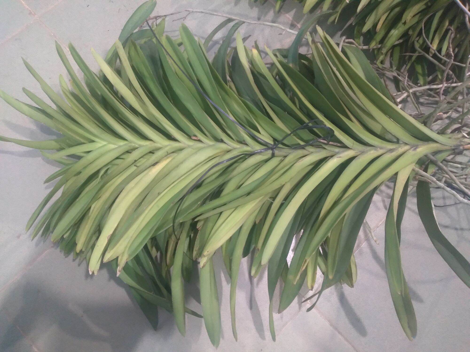 2 Cây Lan Giống Mokara  Màu Đỏ (cây cao 50-60 cm)