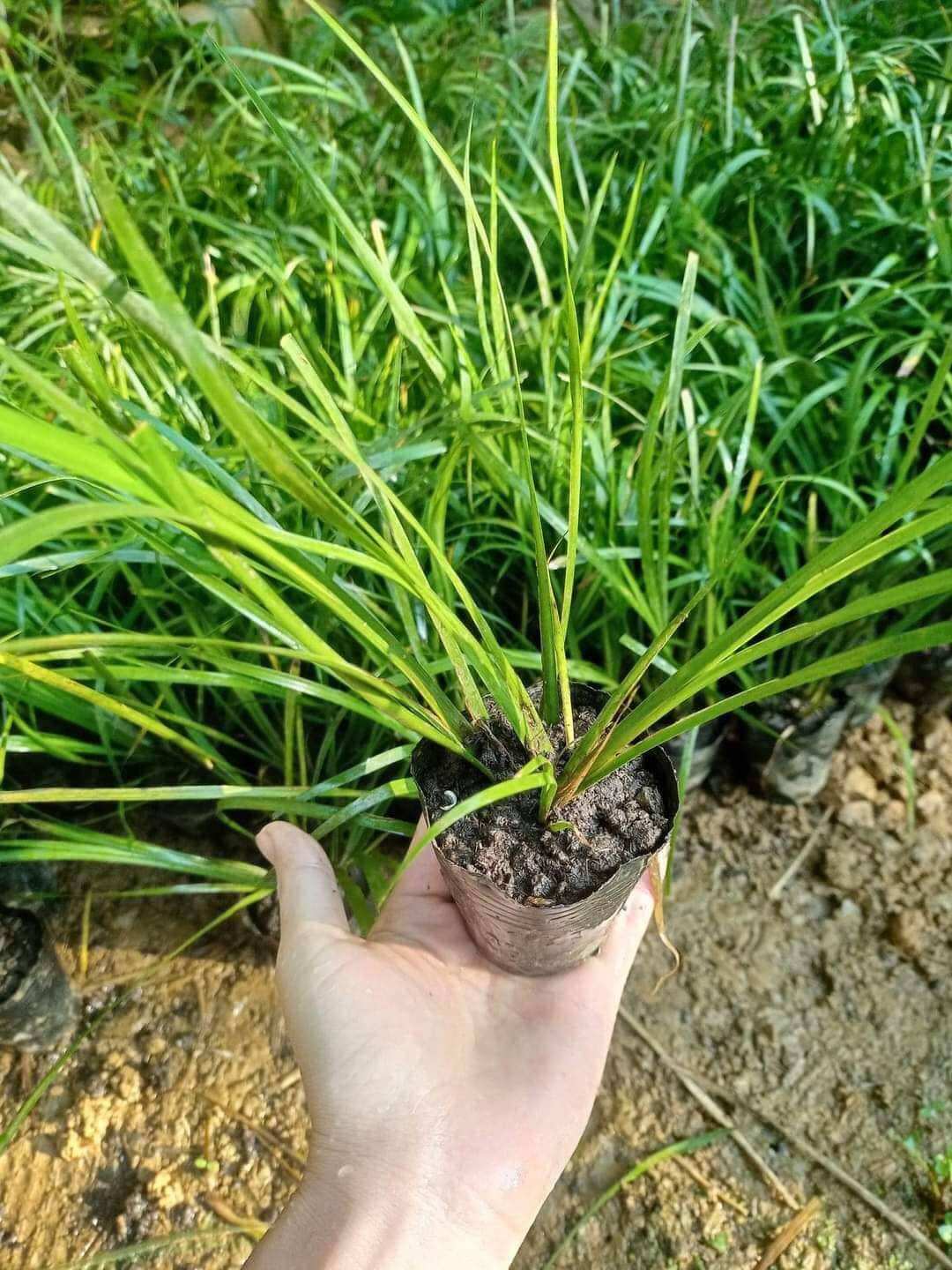 Cây giống lá thắng cố