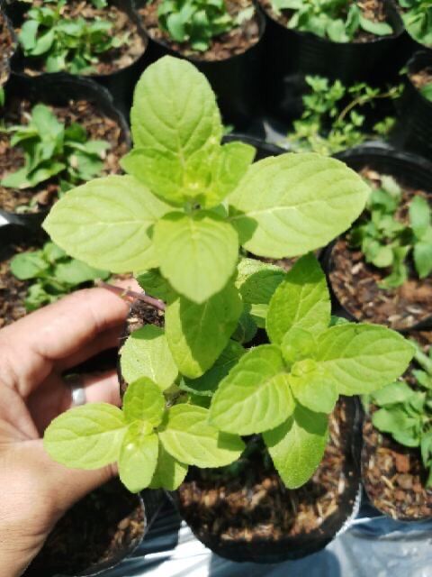 Chậu Cây Bạc hà Âu ( Bạc hà Pháp ) - Spearmint - Hàm lượng tinh dầu cao - Cây có mùi thơm ưa nắng