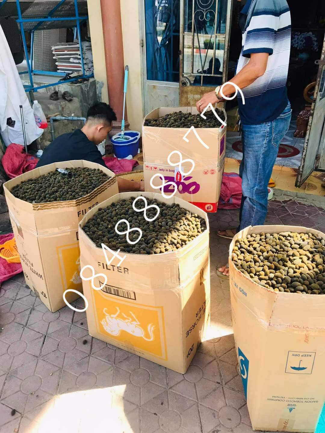 TRÁI SAY RỪNG (SAY NHUNG) ĐẶC SẢN GIA LAI