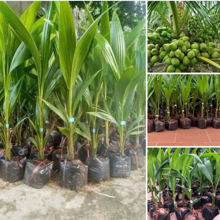 Cây dừa xiêm lùn tứ quý