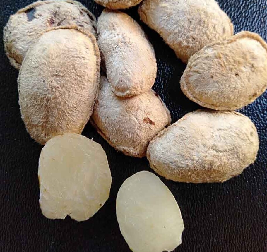 10 hạt sang (sành) hỗ trợ điều trị bệnh dạ dày