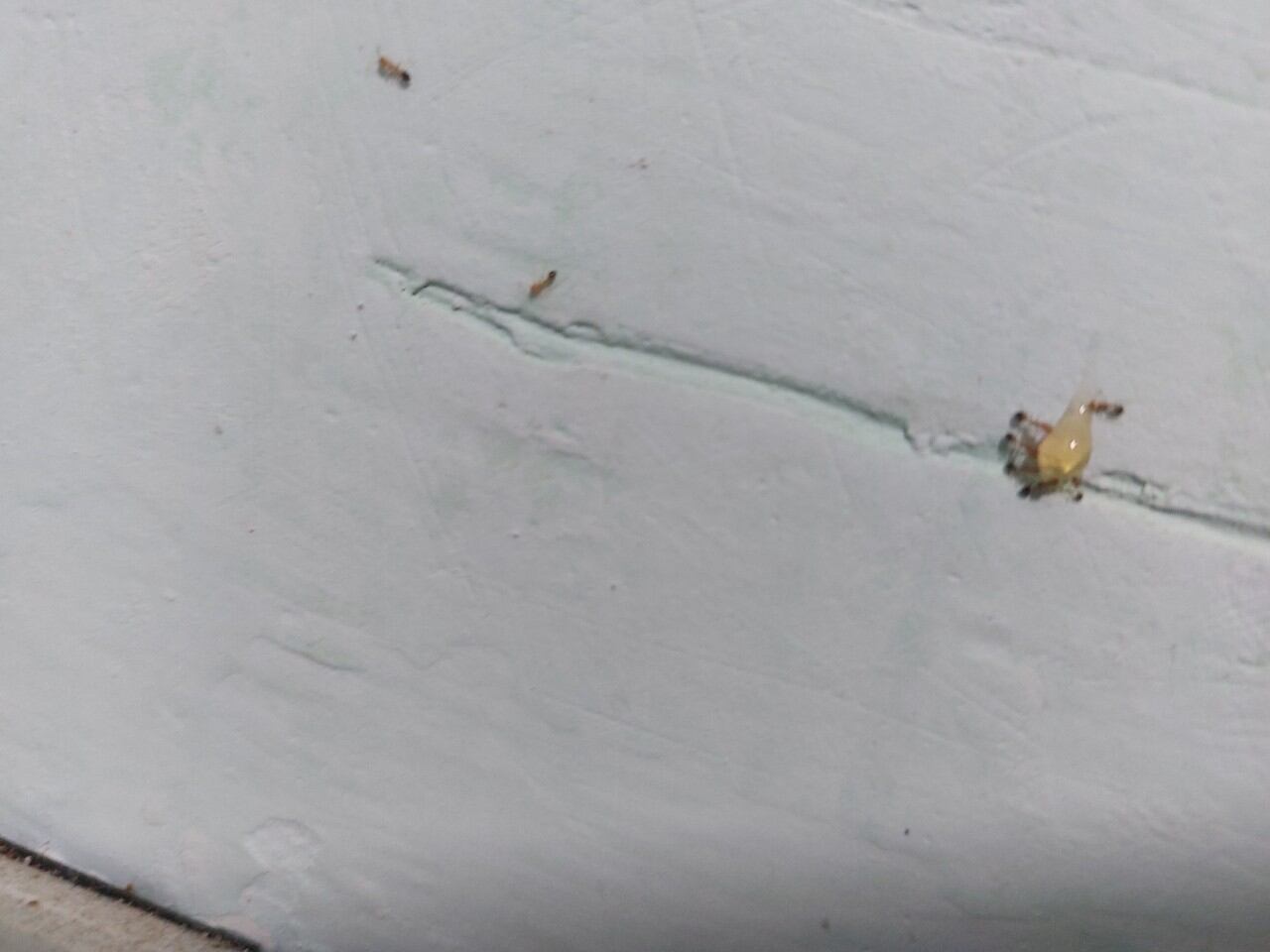 Bả kiến sinh học từ mật mía 🐜🐜🐜