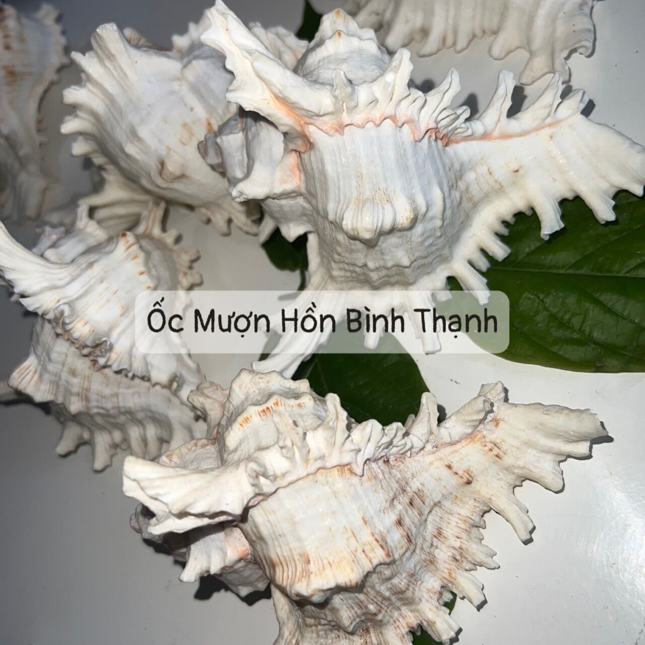 Vỏ Ốc Gai - OMHBT