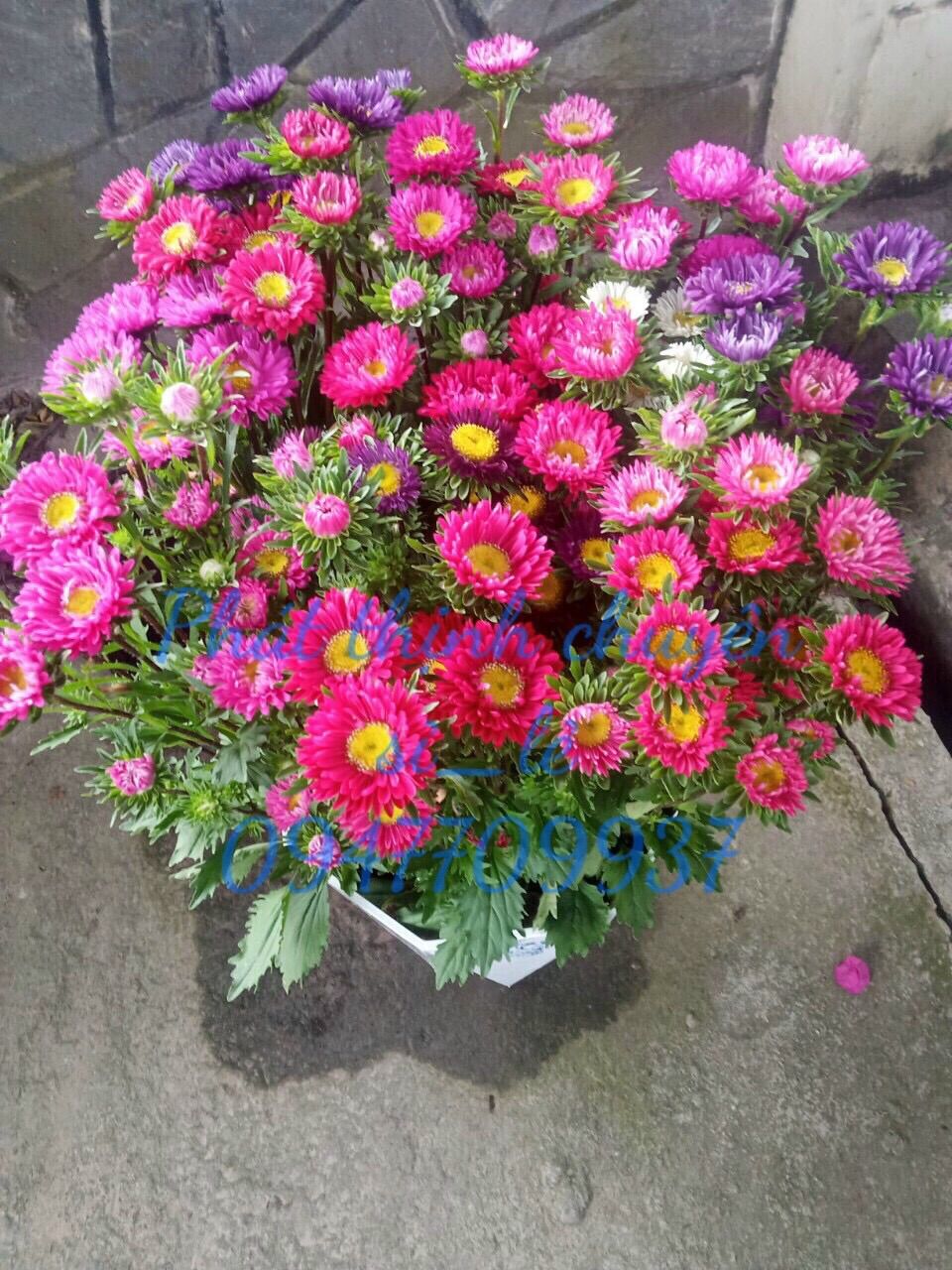 5 Gram (khoảng 280 - 300 hạt) Hạt Giống Hoa Cúc Đà Lạt nhiều màu dễ trồng màu sắc sặc sỡ trồng chơi tết đẹp như ý