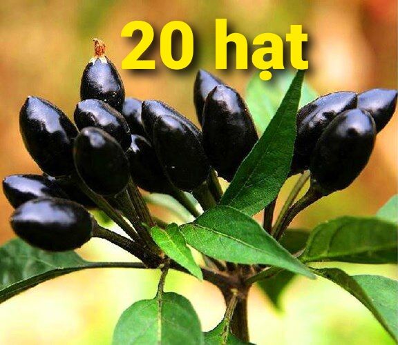 Hạt Ớt chỉ thiên đen lạ mắt