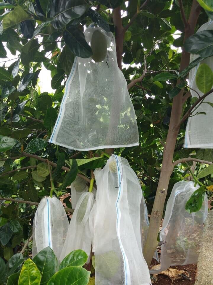 10 bọc mít thái, cước thái cỡ 50x70cm
