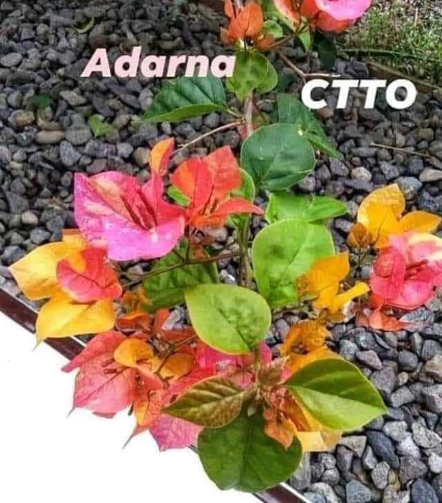 cây hoa giấy ghép ( adarna)