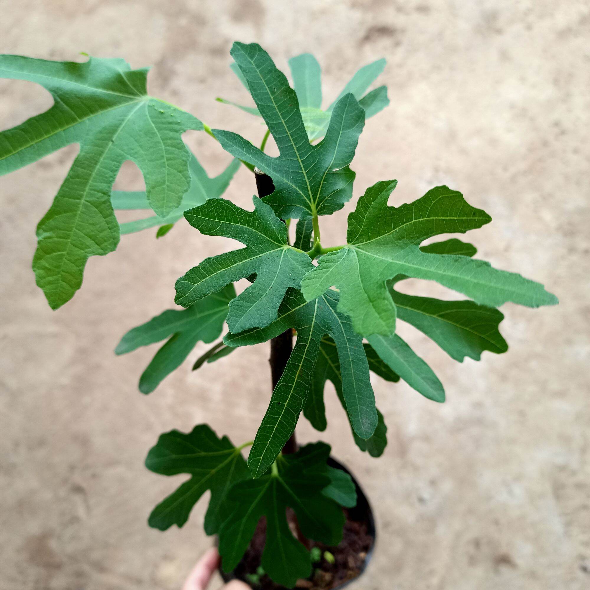 Chậu cây sung mỹ hàng giâm cành