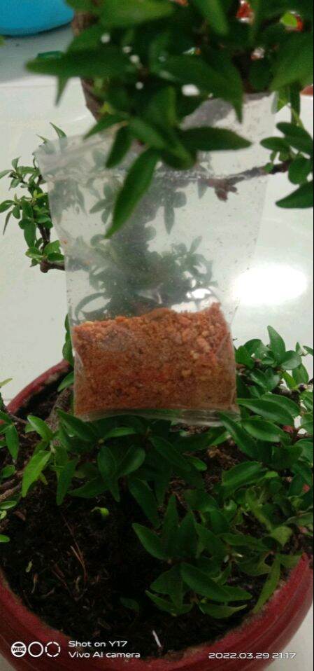 1 bịch muối mini để trộn bánh tráng