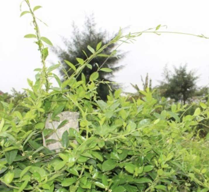 Thìa canh Hải Hậu -Nam Định