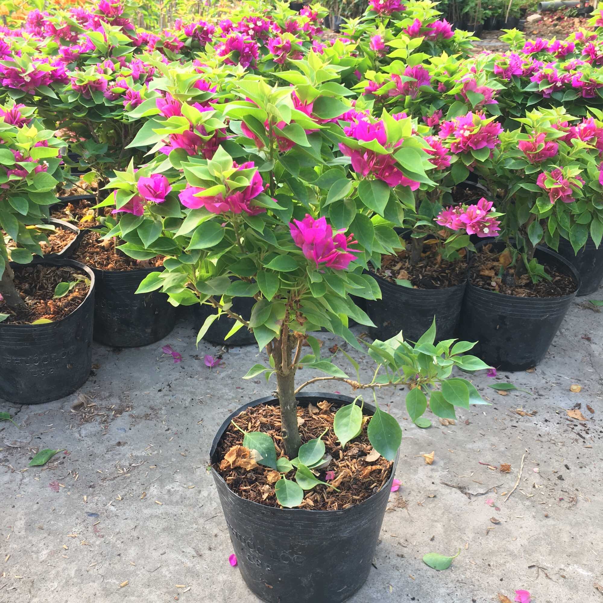 Cây hoa giấy Mỹ nguyên bản, đã vào chậu C6 đang hoa cao khoảng 25cm.