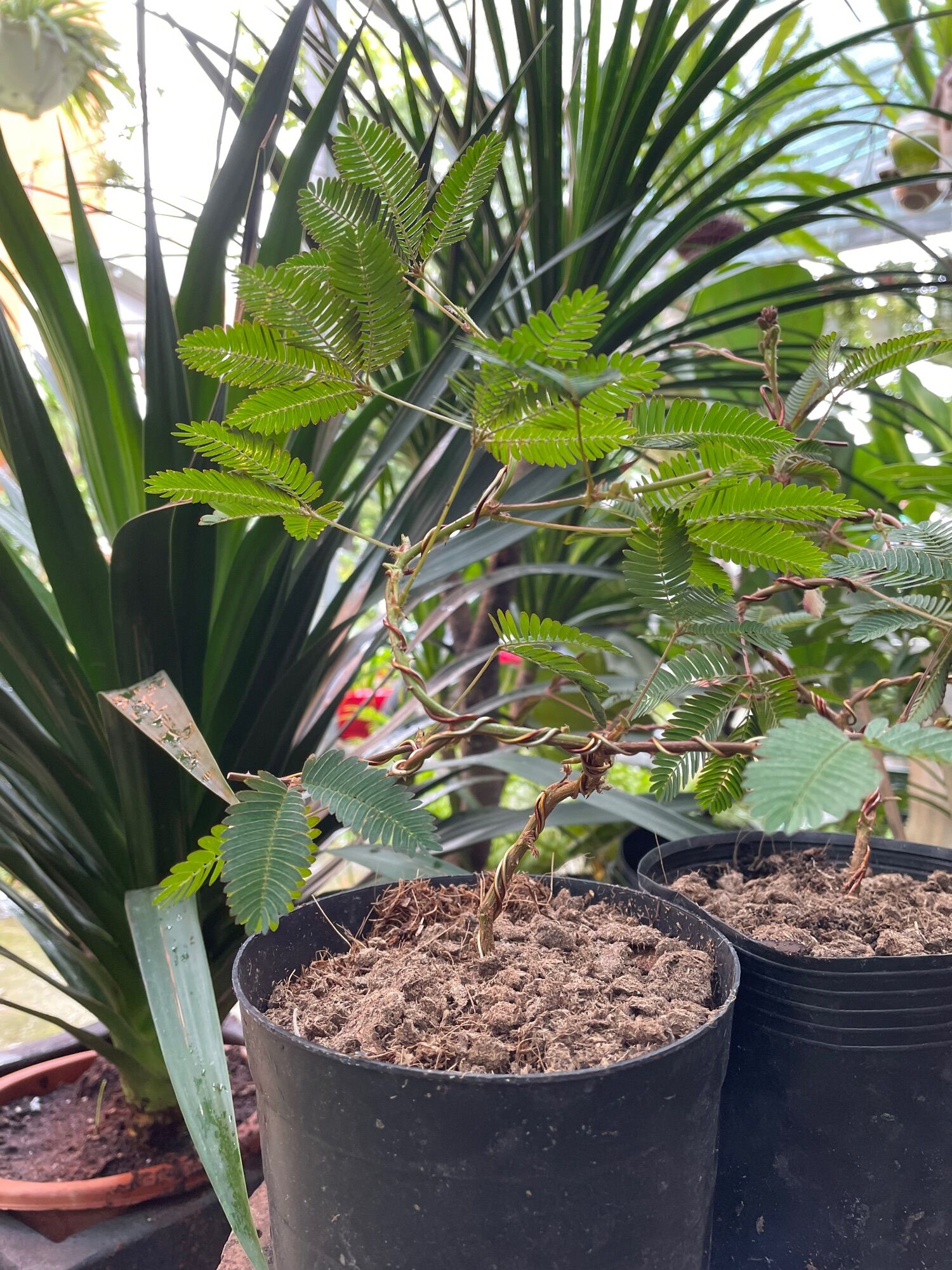 Cây Trinh nữ bonsai mini (cây xấu hổ)