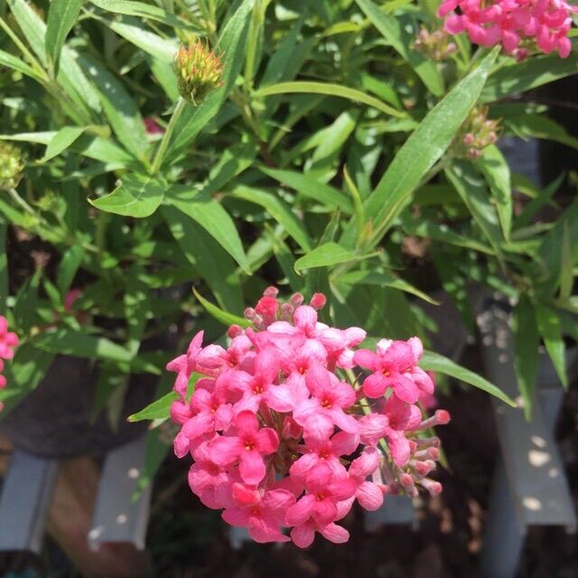 Cây hoa liễu Hồng thơm dễ chịu