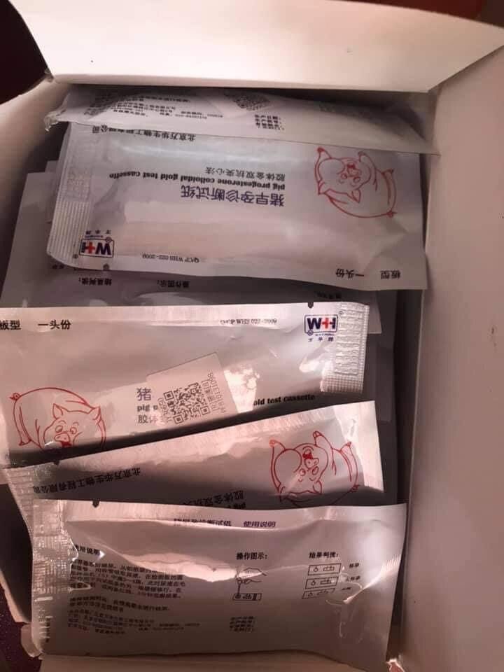 QUE THỬ THAI CHO HEO