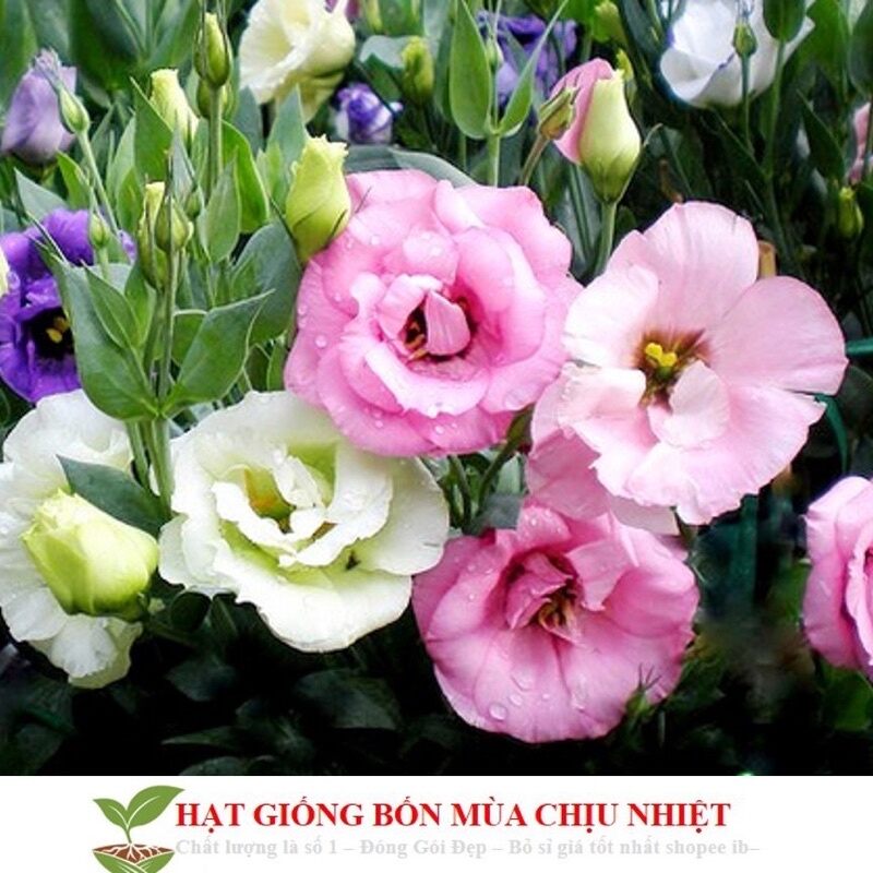 Hạt giống hoa cát tường chuẩn Tết