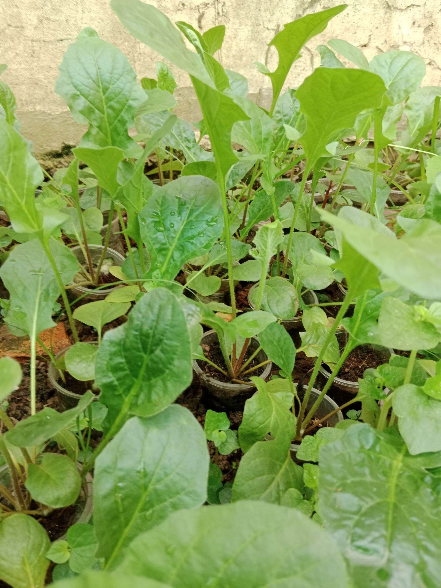 CÚC ĐỒNG TIỀN TÍM (mua 10 tặng 1 mini)