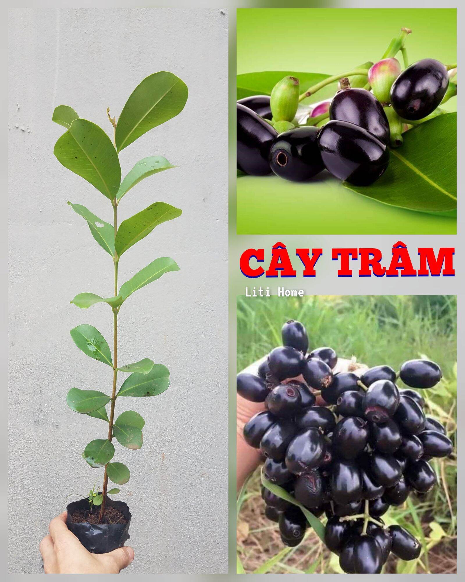 Cây Trâm trái to. trái chín đen, ngọt, thơm.