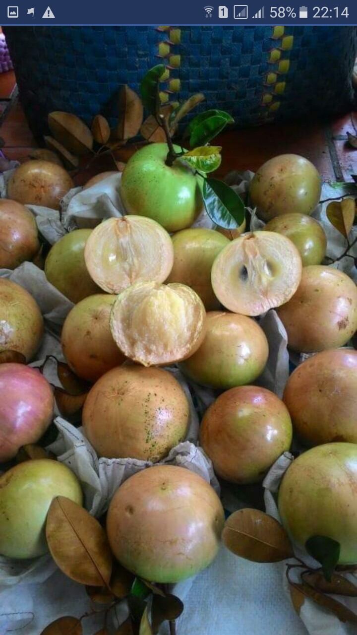 Vú sữa bơ hồng mơ