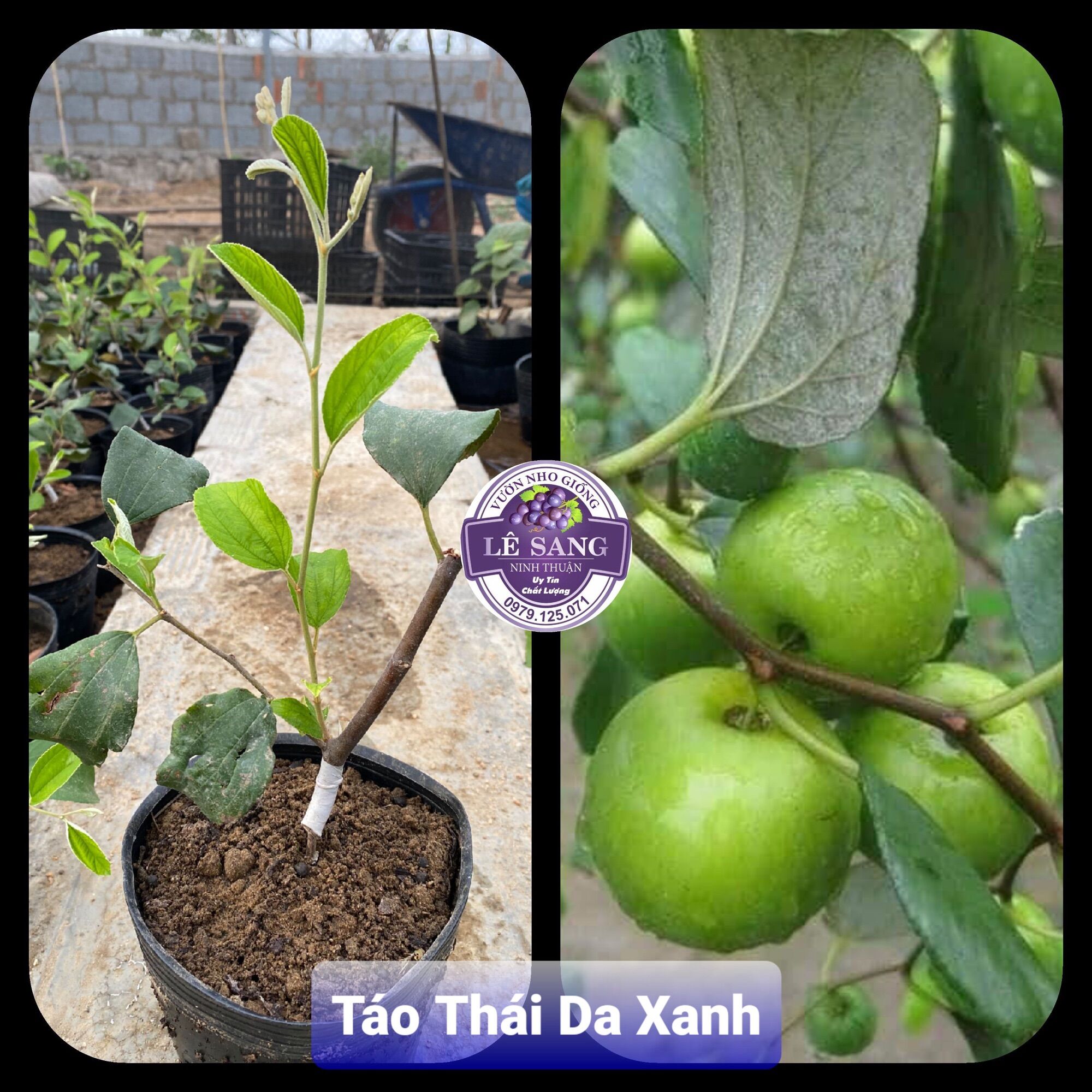 Cây Táo Thái Giống Siêu Trái