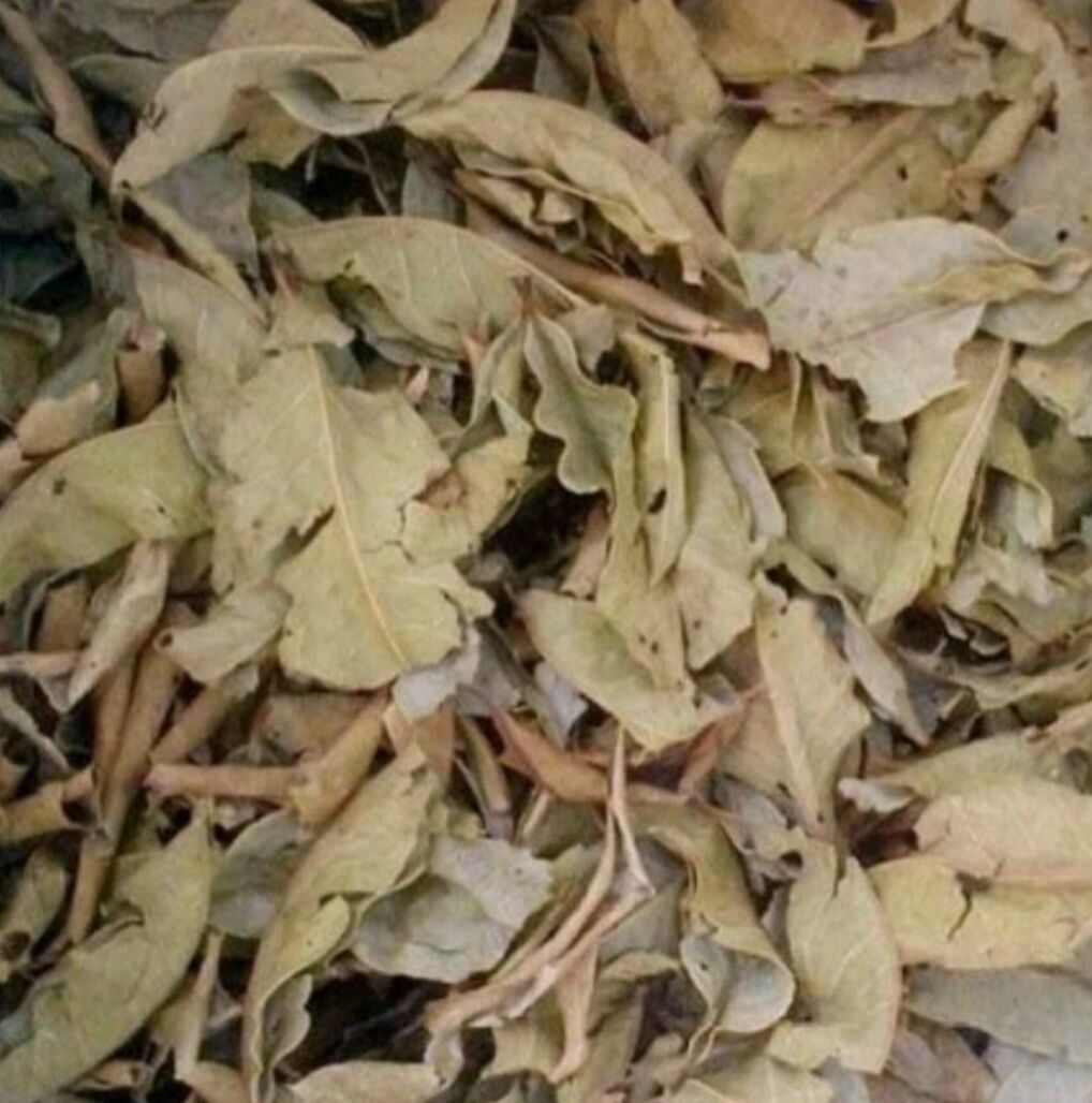 Lá vối nếp sấy khô siêu sạch, đánh bay tiểu đường, guot, gan nhiễm mỡ, lợi tiểu, giảm cân hiệu quả [ 500g ]