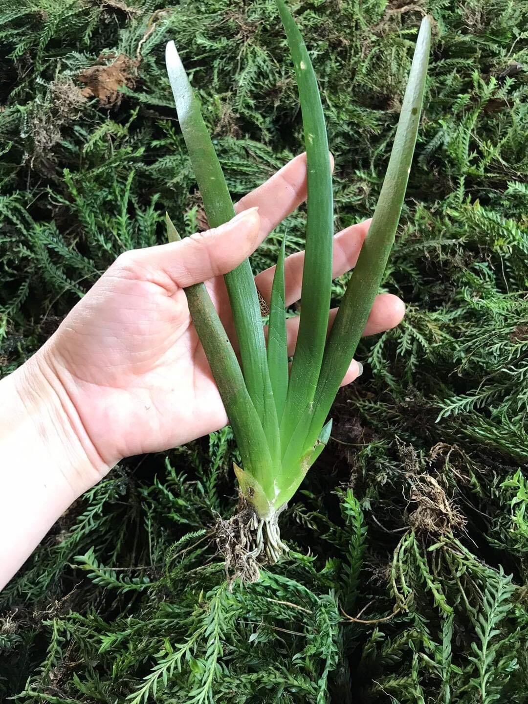 Hoa Lan đột biến móng rùa vv