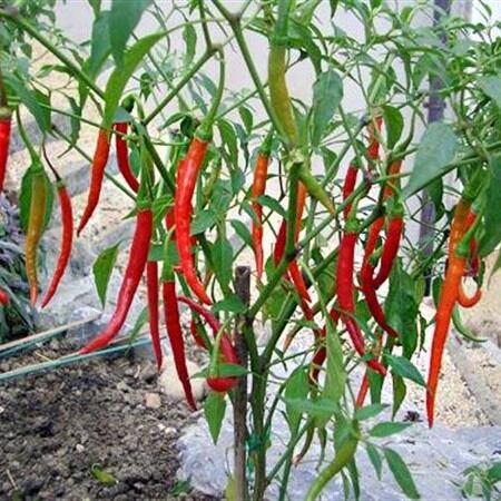 Hạt giống ớt chỉ địa siêu sai trái