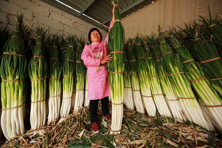 300 hạt giống hành baro khổng lồ