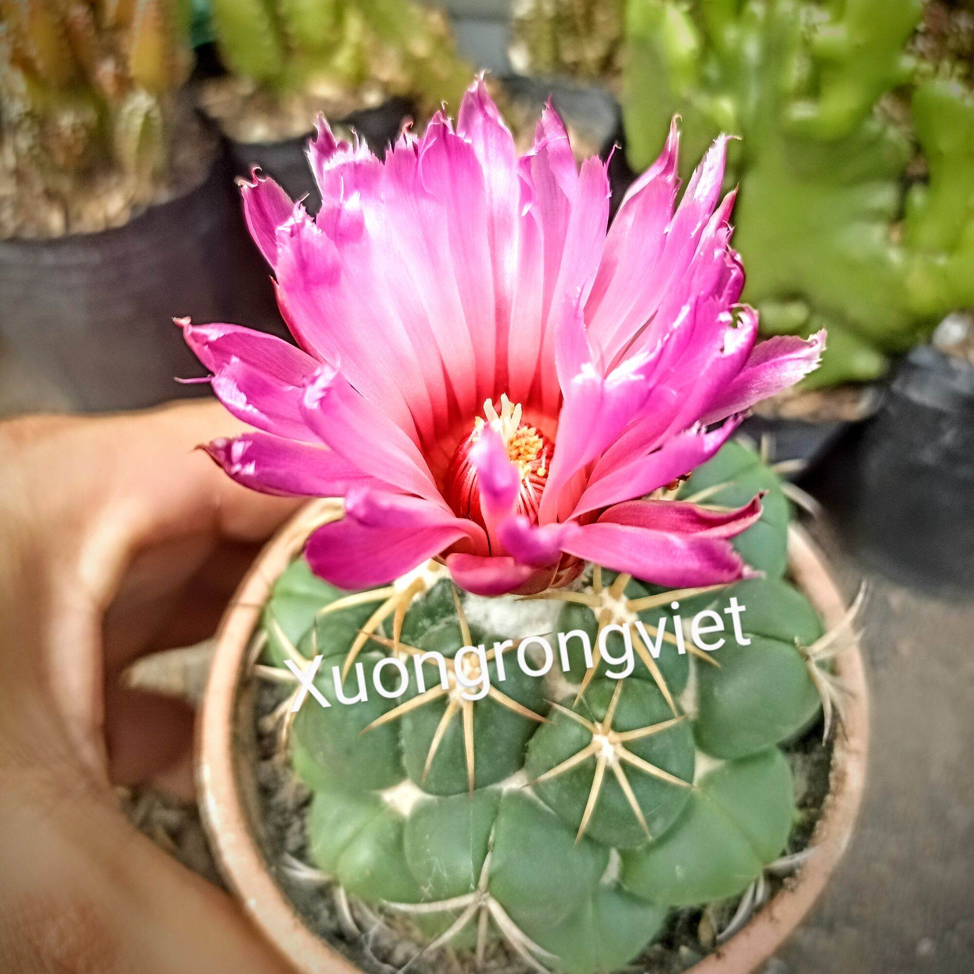 Xương Rồng Cory