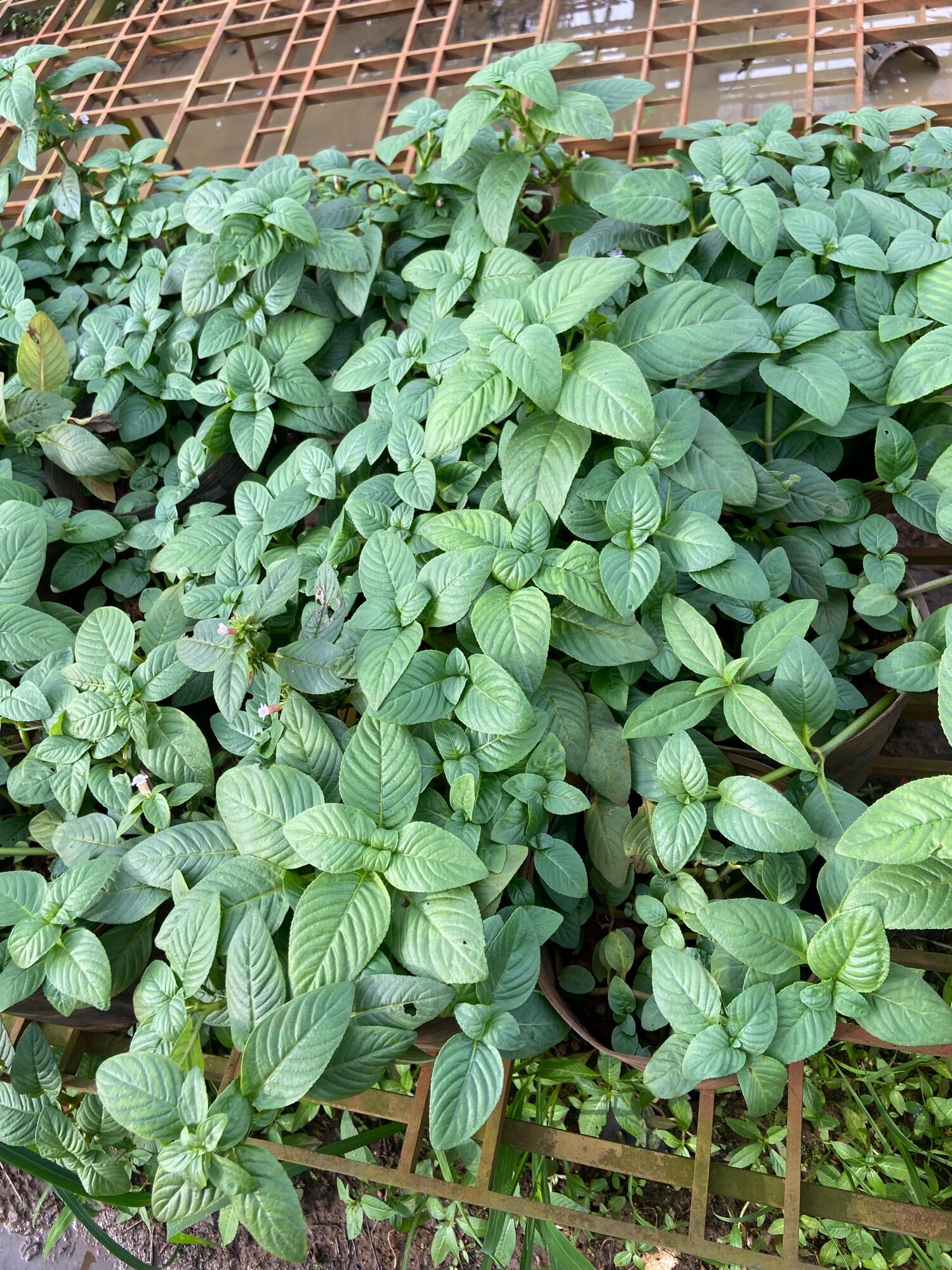 Chậu rau xá xị (rau quế vị)