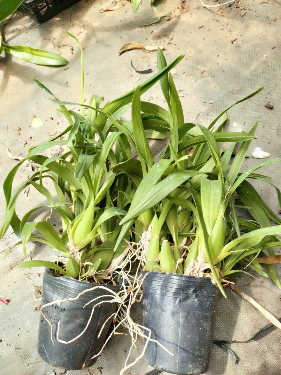 Hoa lan vũ nữ 3 váy trưởng thành sắp hoa
