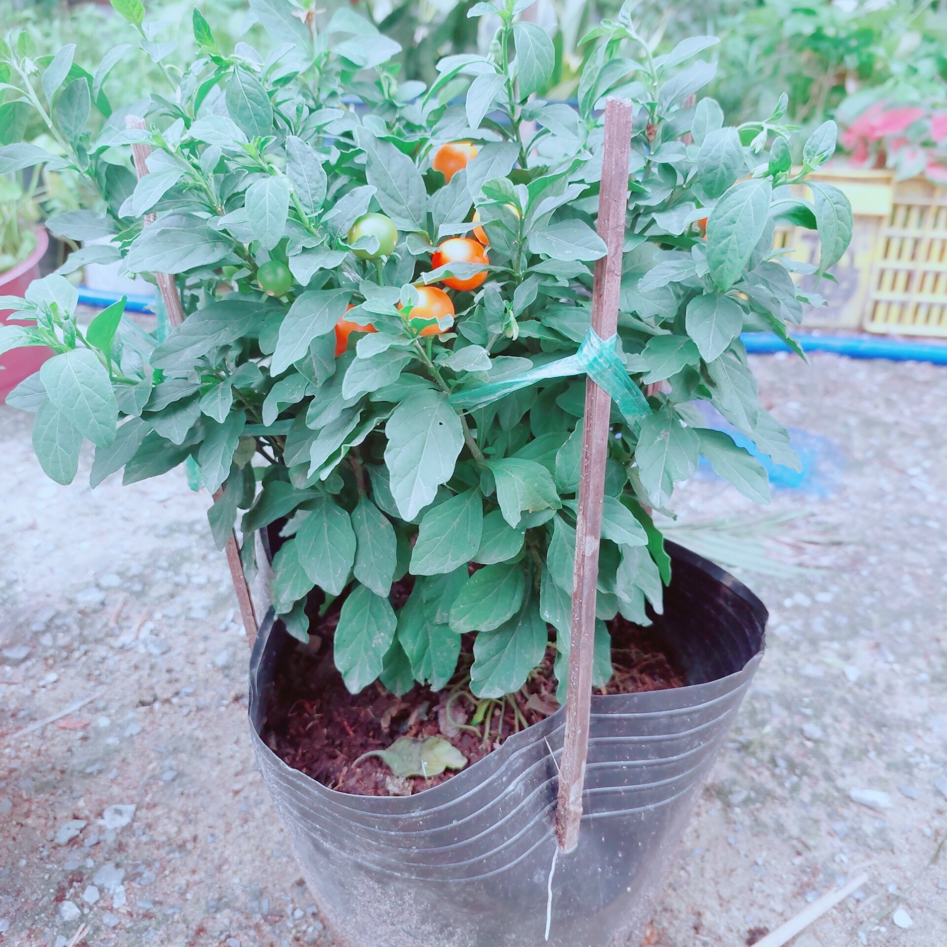 Ớt Cherry Cho Sai Trái