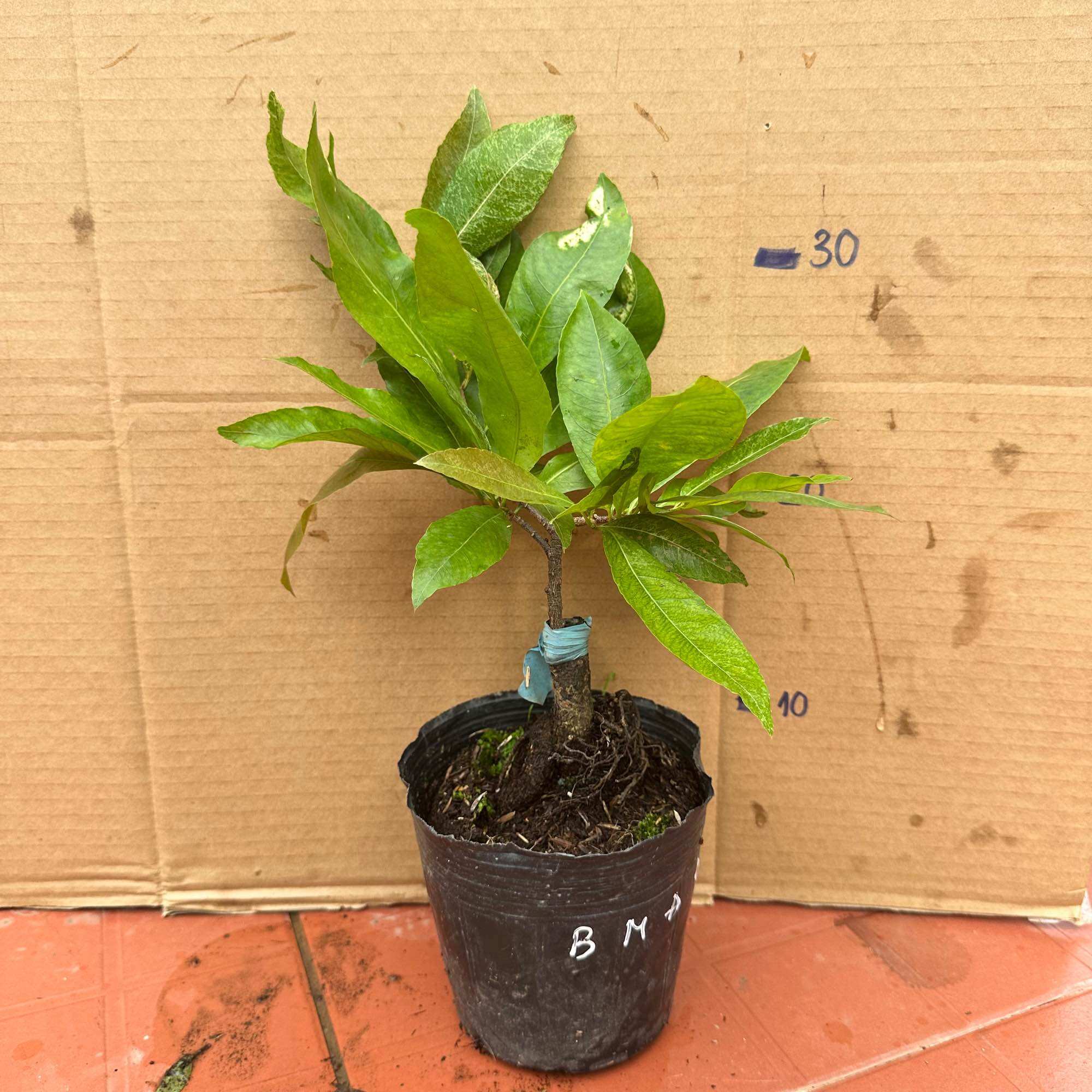Cây bạch mai đọt đỏ - bonsai gốc ghép đẹp