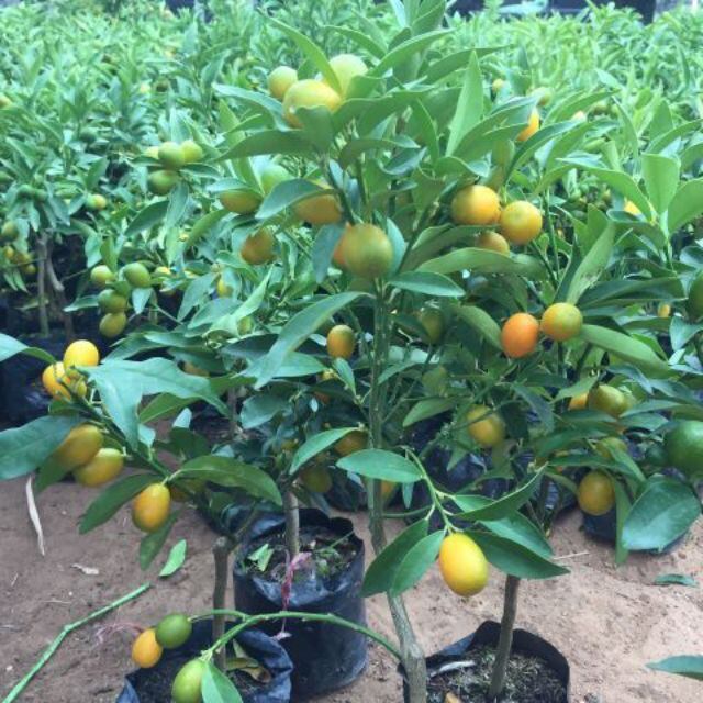 Cây tắc mỹ ngọt