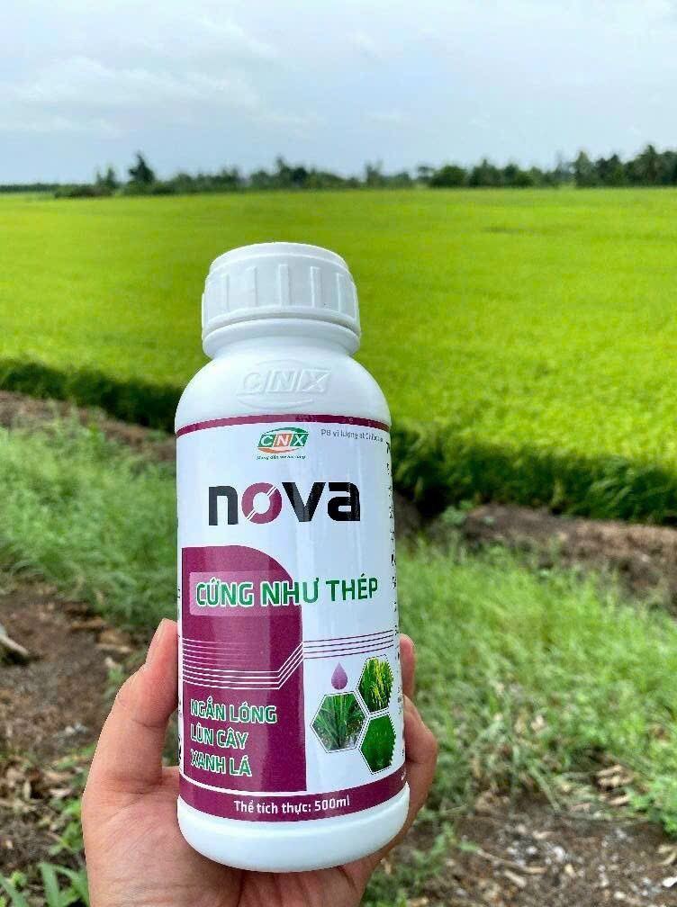 Nova - Cứng cây, dầy lá