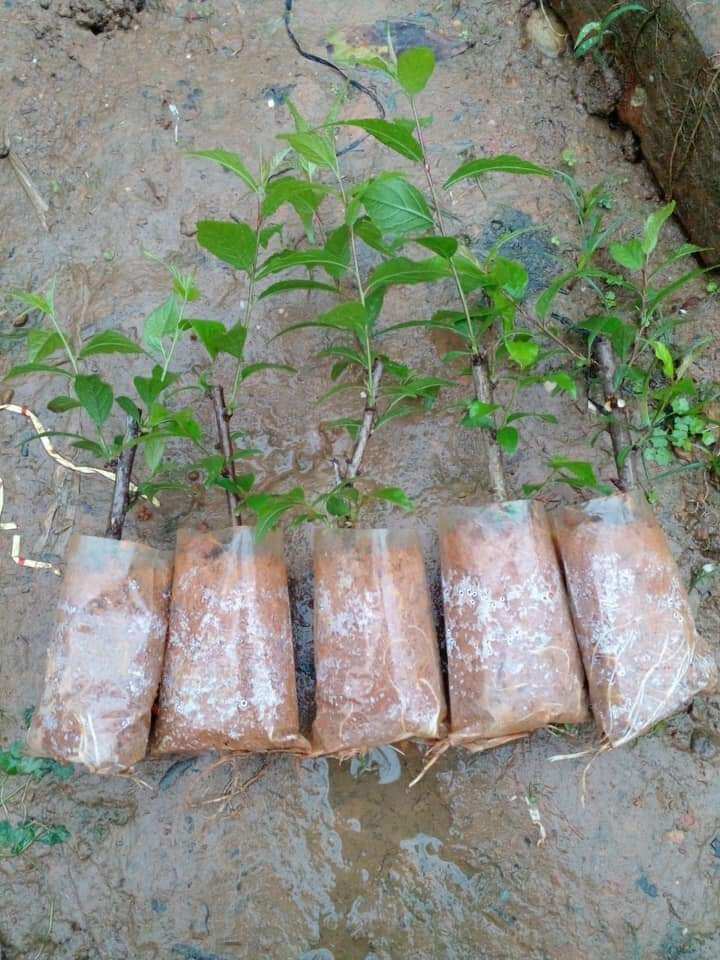 Com bo 2 cây giống nhất chi mai