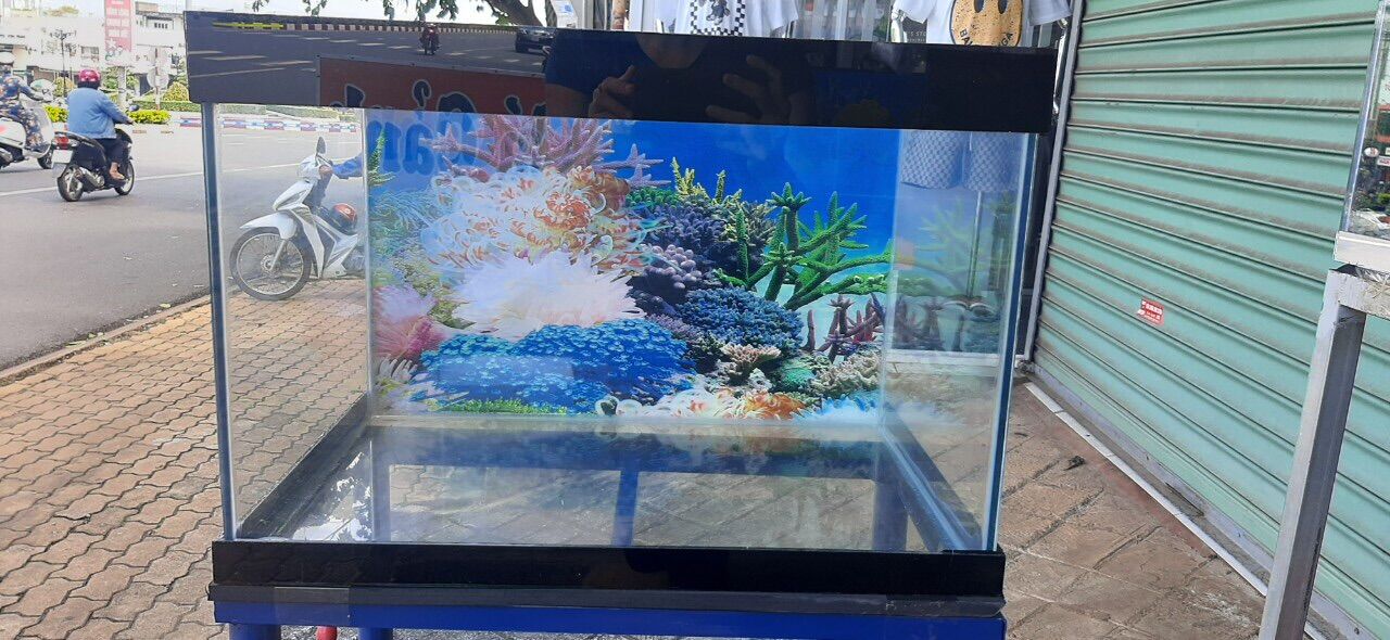Combo hồ cá dài 6040. bao đẹp cho khách