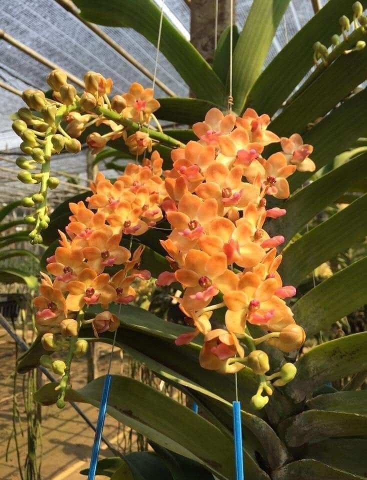 Lan Ngọc Điểm 2cây