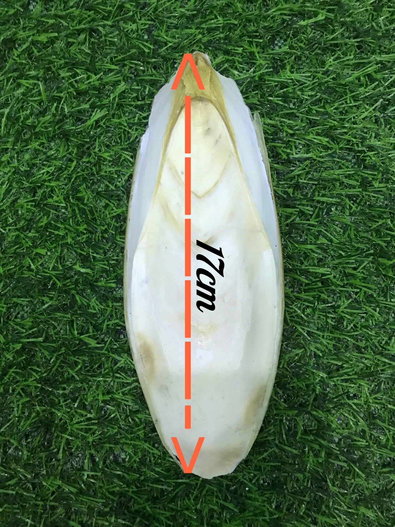 Nang mực khô kích thước 16-17cm