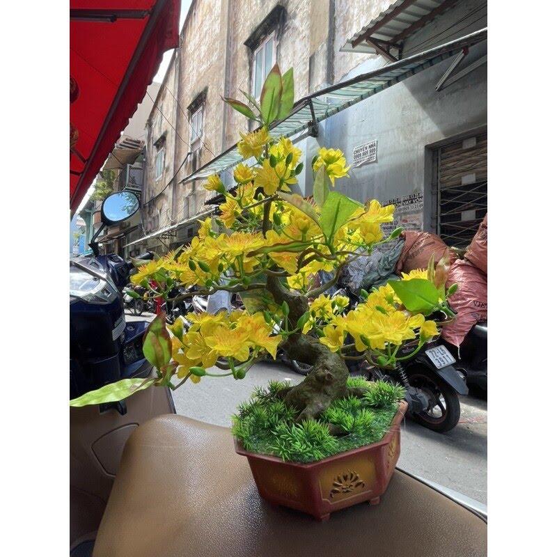 Chậu cây hoa mai bonsai để bàn giả cao 50cm bmb,cây mai bonsai để bàn trang trí tết