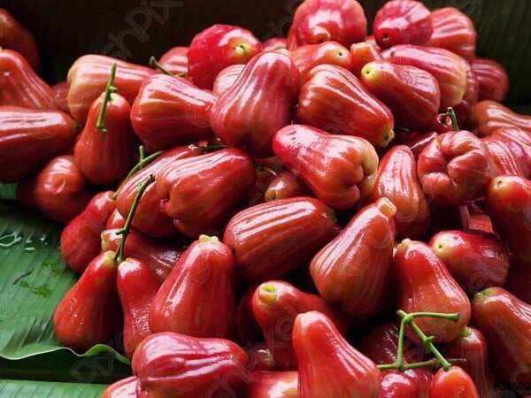 CÂY GIỐNG MẬN AN PHƯỚC