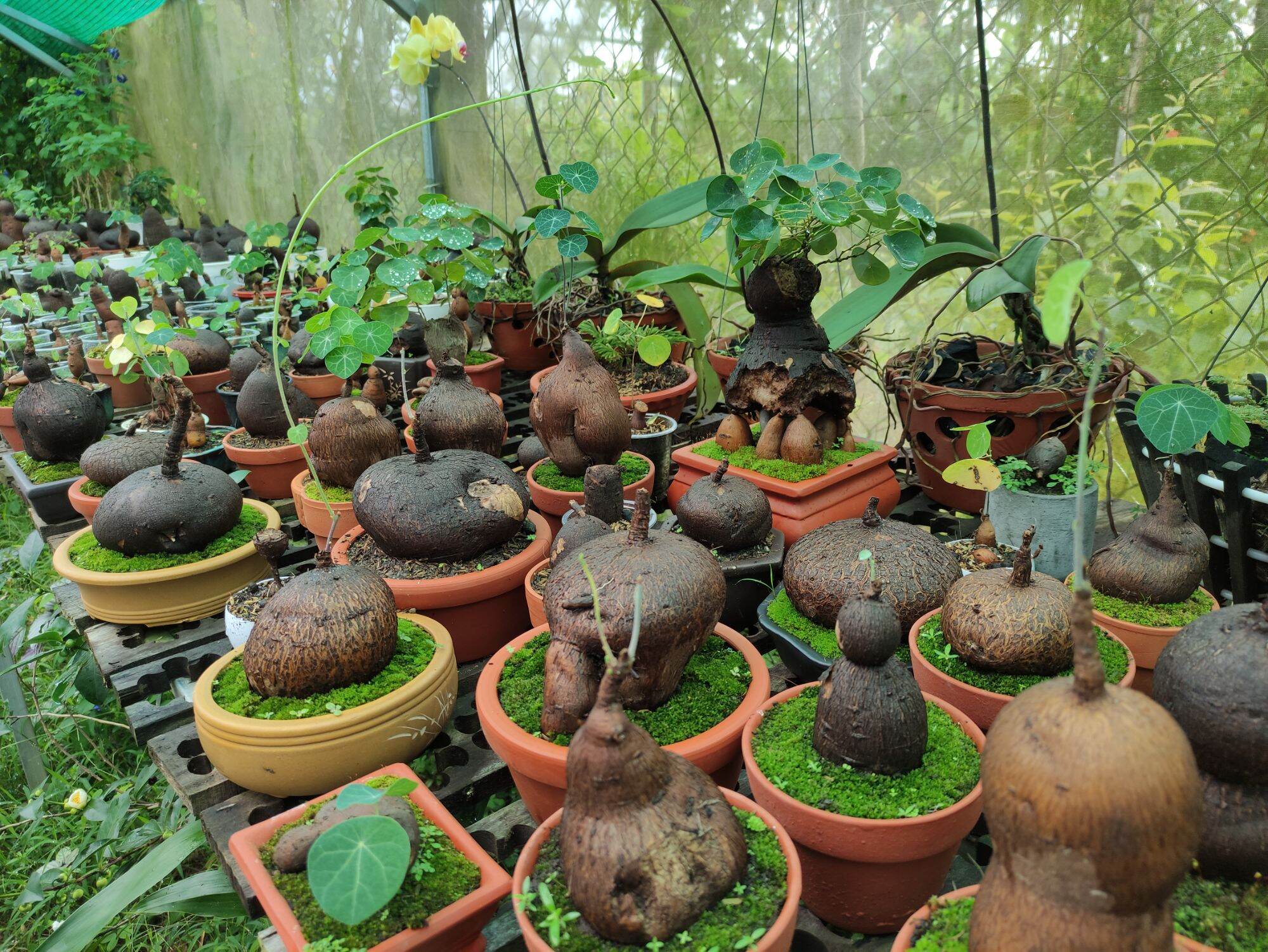 Bình vôi lá nhỏ