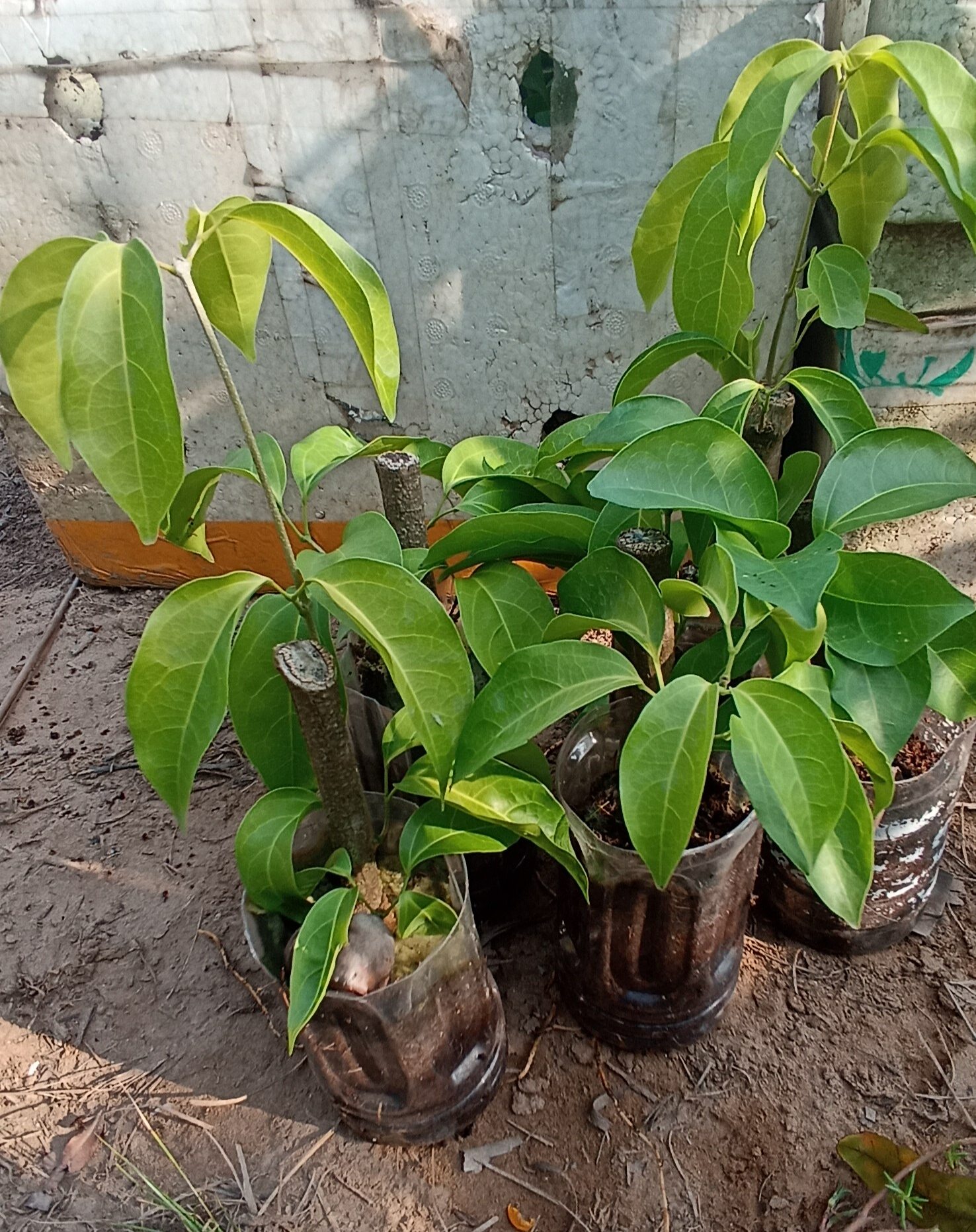 combo 5 cây hoa lan tỏi tím