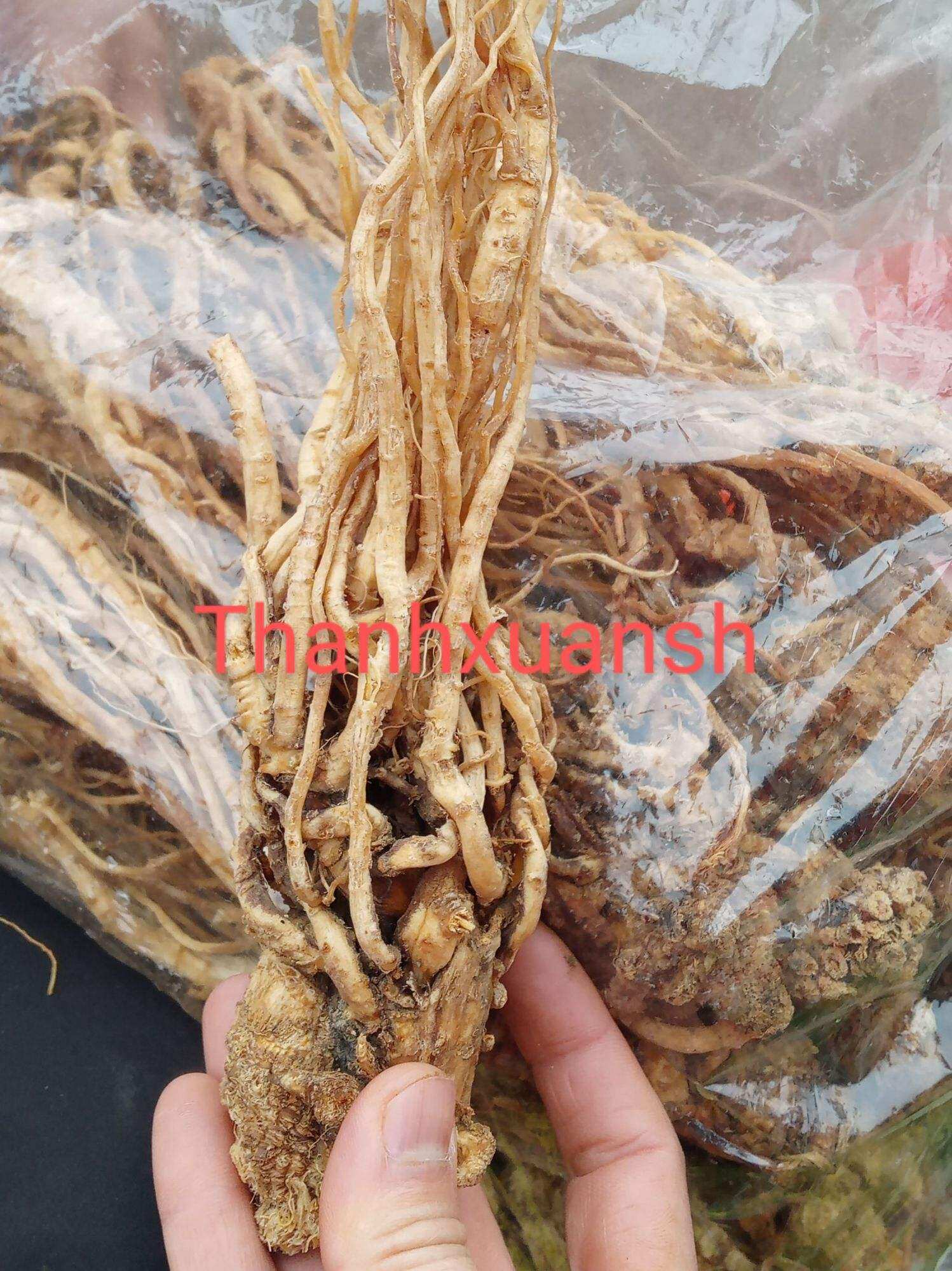 1kg Sâm đương quy khô Sìn Hồ - Lai Châu