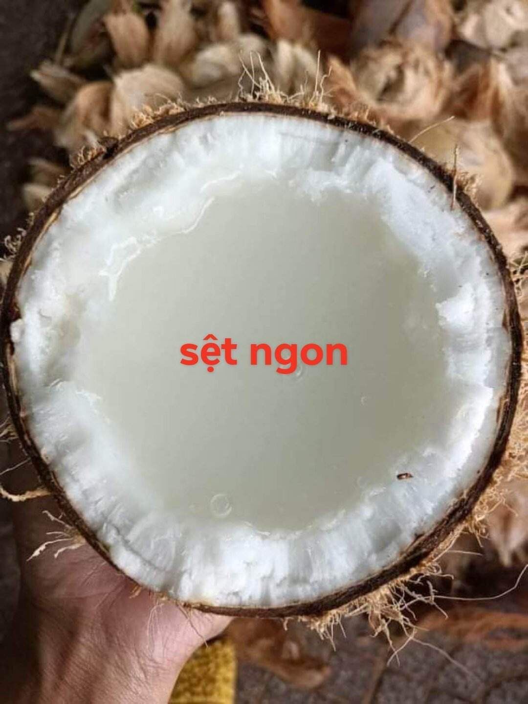 Dừa sáp sệt từ 1.2kg trở lên