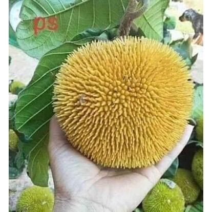 Cây giống mít Ấn Độ quả nhỏ siêu thơm