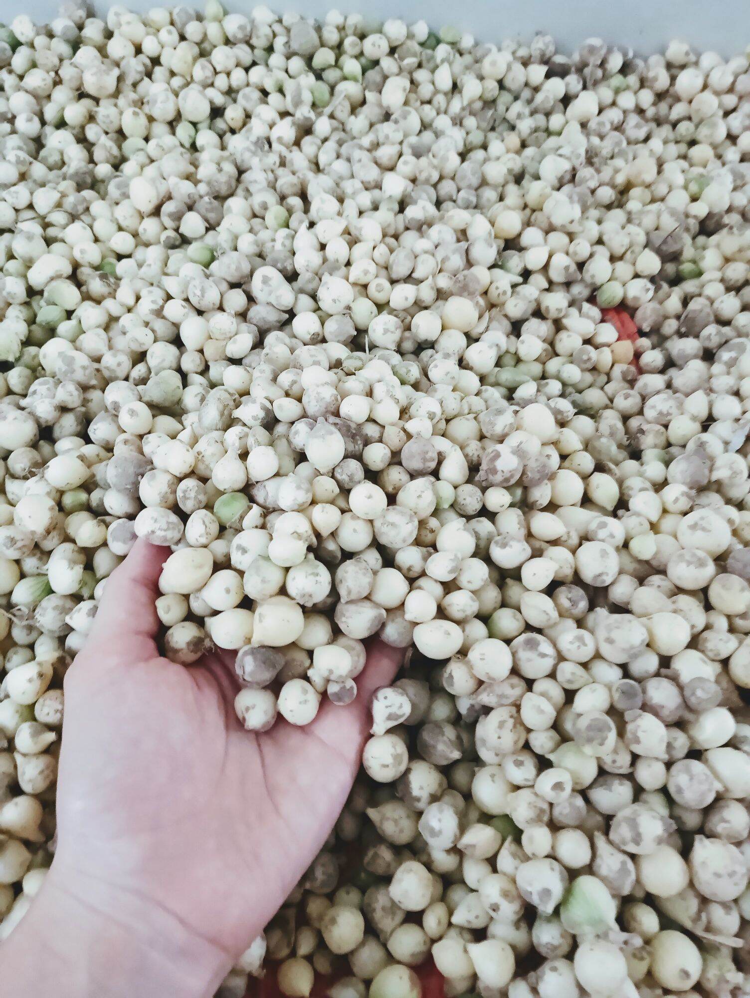 1 Kg hành tăm/ củ nén