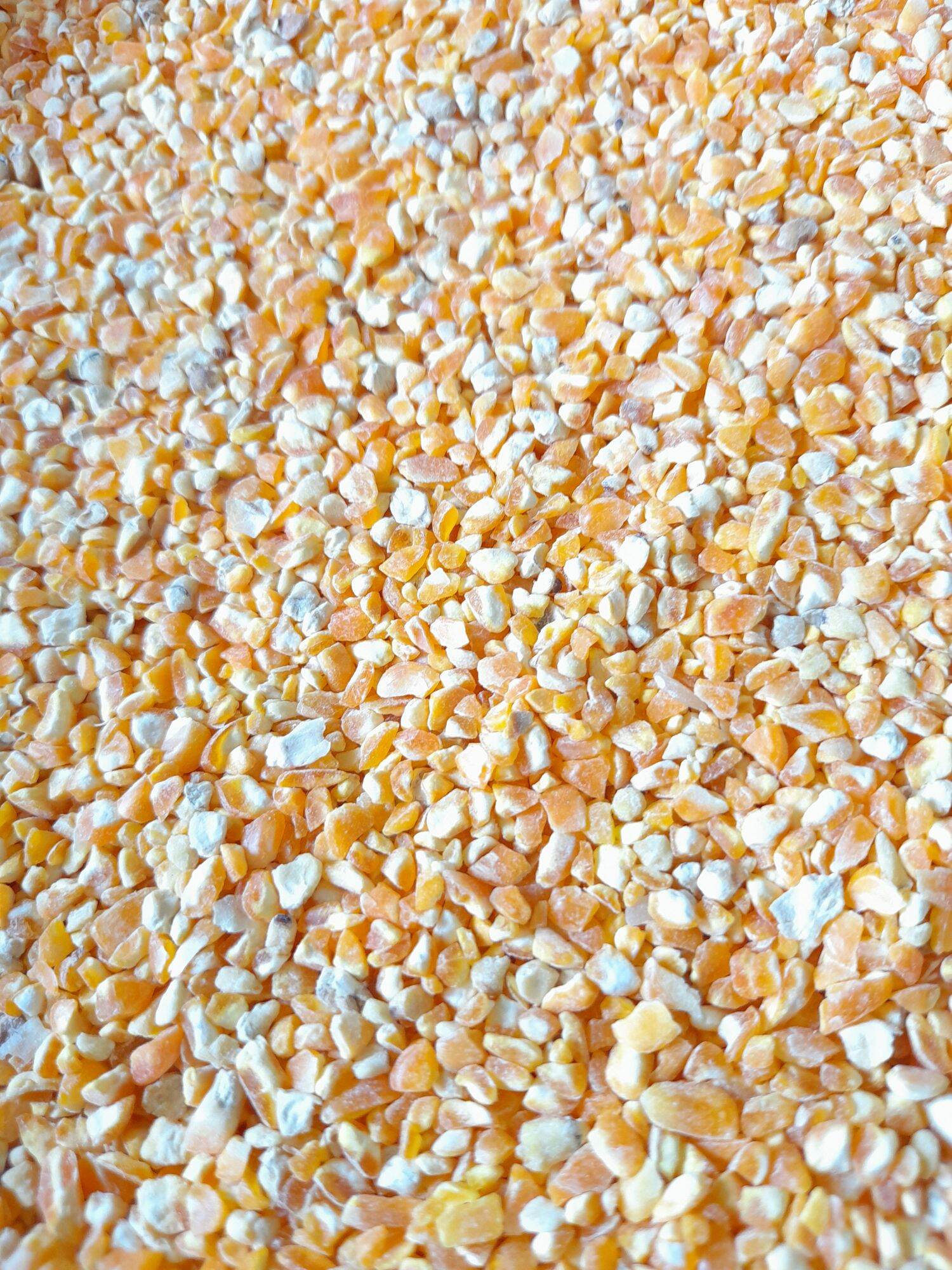 Bắp bể cho chim gà hamster 1kg